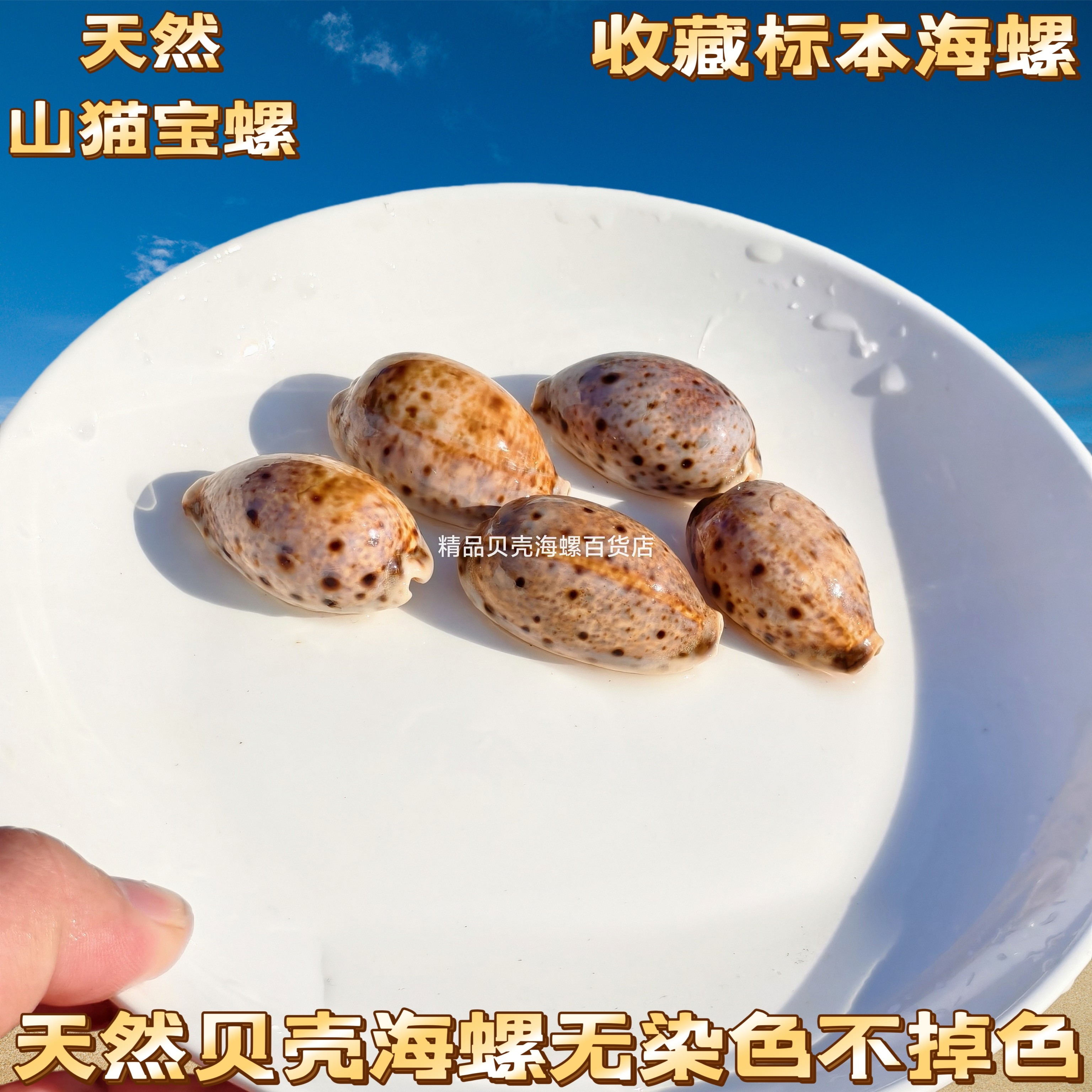 满额包邮天然宝螺贝壳花鹿浮标金星疙瘩初雪玉女红花收藏摆件装饰图片