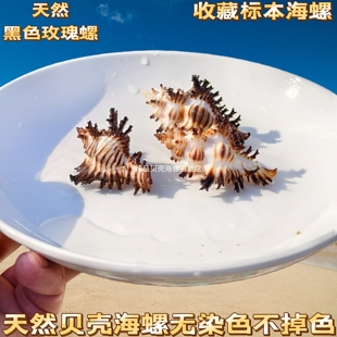 黑色玫瑰螺天然稀有海螺贝壳鱼缸水族造景装饰家居收藏标本黑千手
