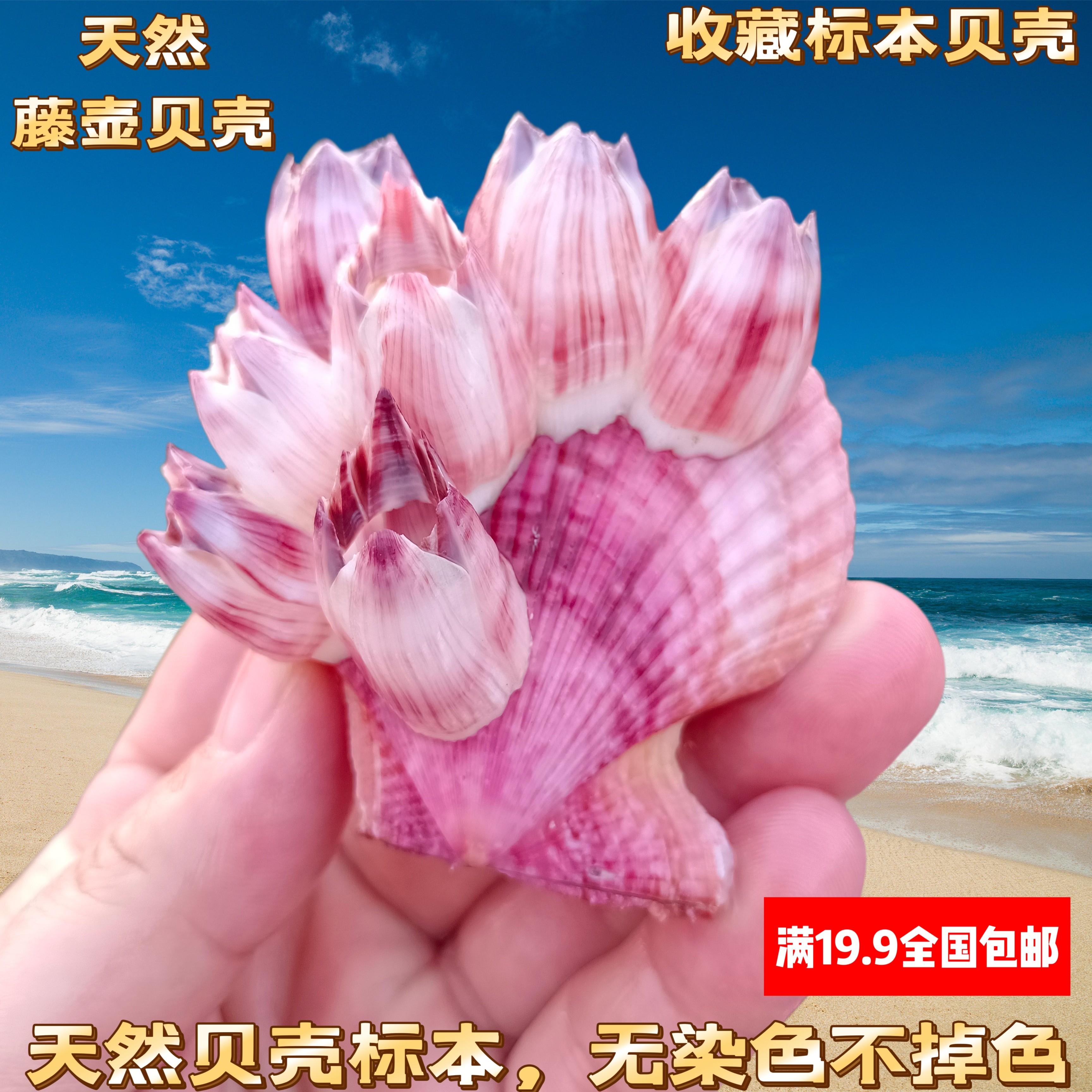 「真贝壳可看货」天然扇贝藤壶鱼缸水族造景海螺装饰品寄居蟹攀爬图片