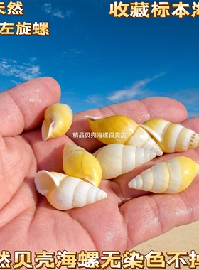 蜗牛壳天然海螺贝壳黄色左旋螺标本螺寄居蟹替换壳鱼缸水族造景