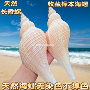 天然海螺贝壳长香螺响螺切口可吹响号角螺号装饰摆件鱼缸造景道具