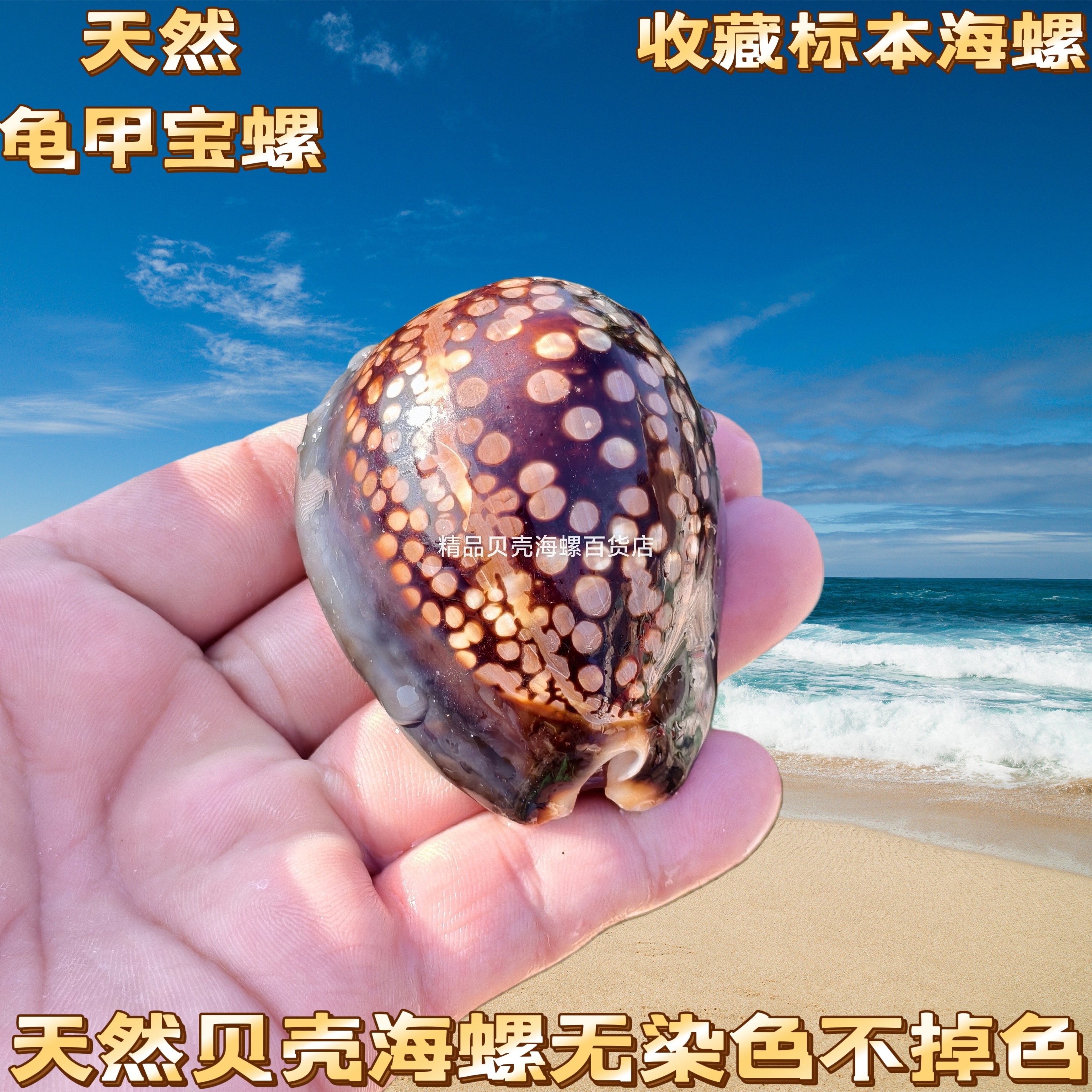 龟甲宝螺海螺贝壳鱼缸水族橱窗装饰地中海场景摆件把玩收藏小礼物图片