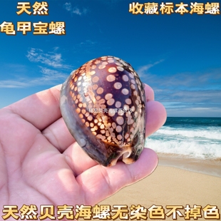 龟甲宝螺海螺贝壳鱼缸水族橱窗装饰地中海场景摆件把玩收藏小礼物
