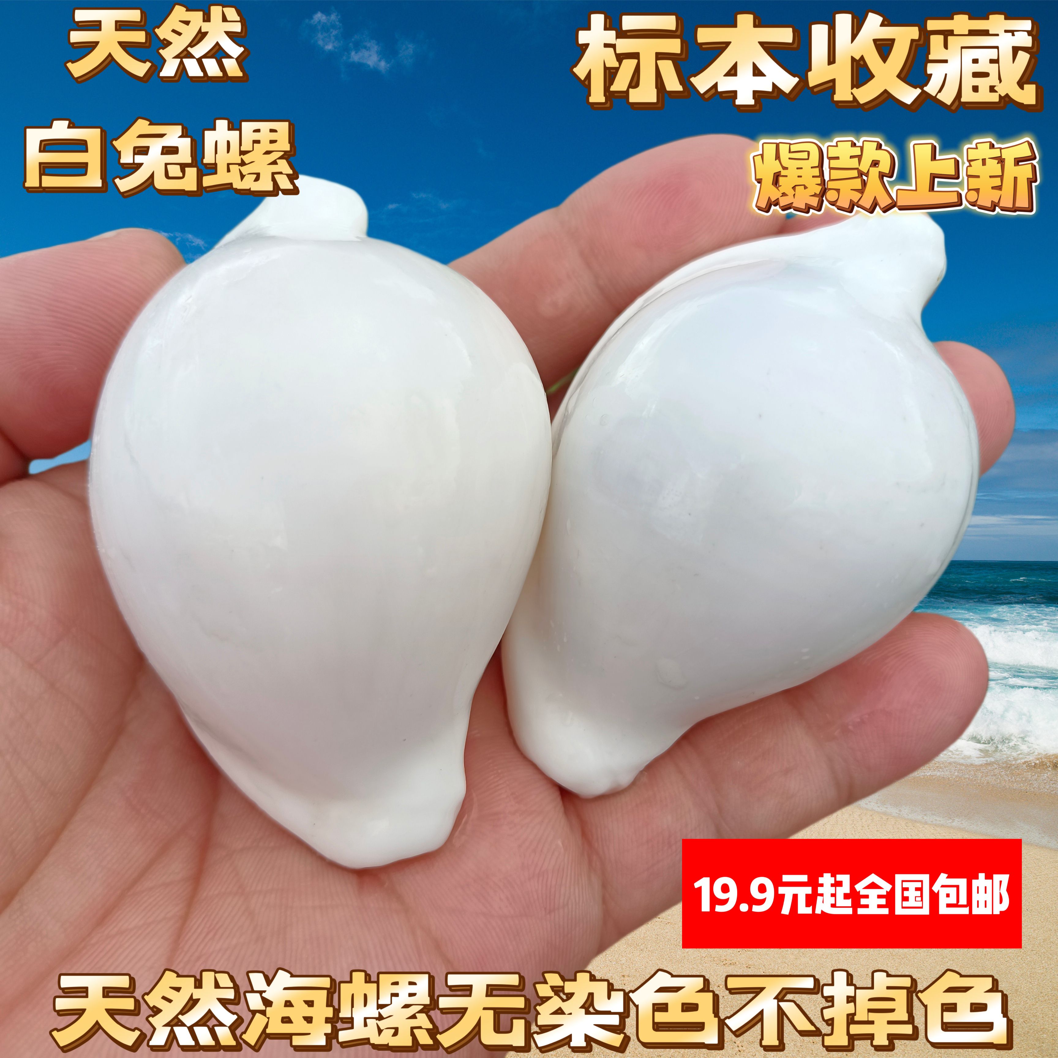 天然白色海螺贝壳稀有宝螺玉兔螺海兔螺鱼缸造景装饰收藏橱窗摆件