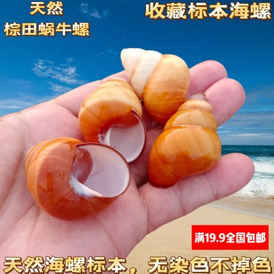 天然海螺贝壳绿苹果蜗牛壳鱼缸造景装饰各种蜗牛标本寄居蟹替换壳