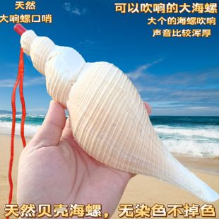 包邮 天然海螺贝壳长香螺响螺切口可吹响道士号角螺号装 饰摆件老螺