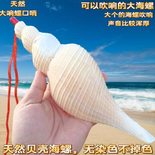 天然海螺贝壳长香螺响螺切口可吹响道士号角螺号装饰摆件老螺包邮