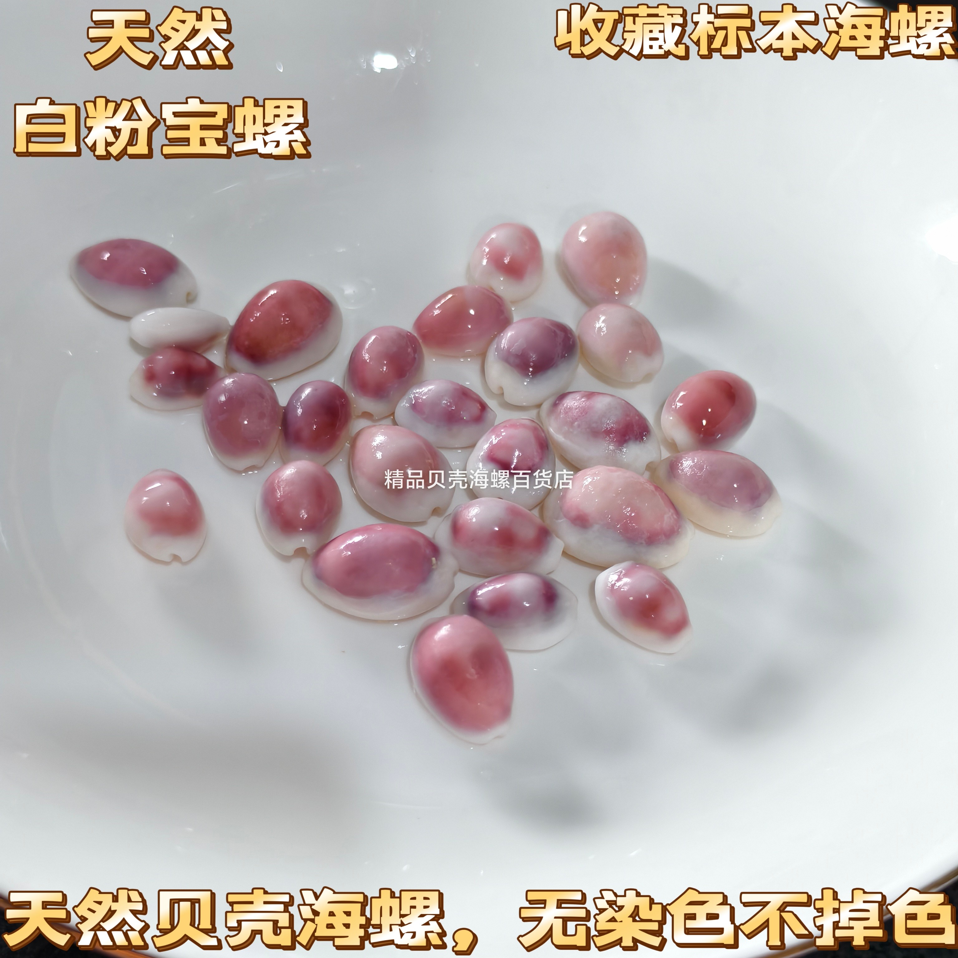 【真正在沙滩淘出来的】天然可爱小粉螺猪仔螺 贝壳海螺收藏标本图片