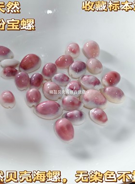 【真正在沙滩淘出来的】天然可爱小粉螺猪仔螺 贝壳海螺收藏标本