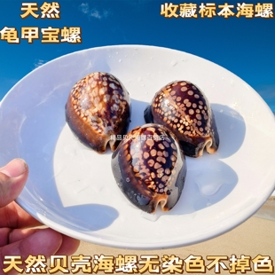 龟甲宝螺标本螺 手把件 鱼缸造景地中海家居收藏天然稀有海螺贝壳