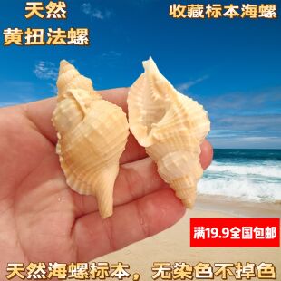 天然稀有海螺贝壳毛扭法螺收藏标本螺地中海家居橱窗装饰鱼缸造景