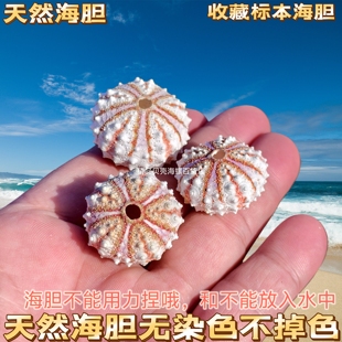 天然海螺贝壳勋章海胆壳标本收藏海胆灯配件家居创意空气凤梨盆栽
