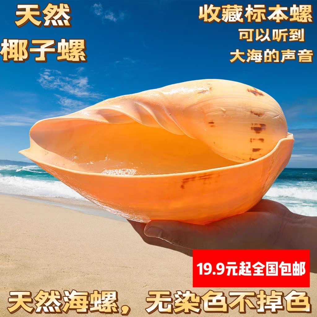 大椰子螺海螺贝壳黄瓢螺木瓜螺鱼缸水族造景装饰创意菜盘多肉盆栽