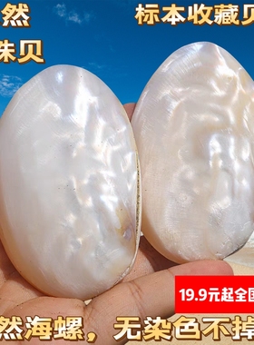 天然海螺贝壳小珍珠贝创意刮痧板送朋友小礼物家居装饰特色工艺品