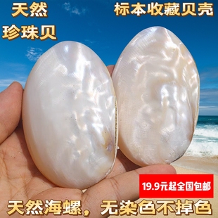 天然海螺贝壳小珍珠贝创意刮痧板送朋友小礼物家居装饰特色工艺品