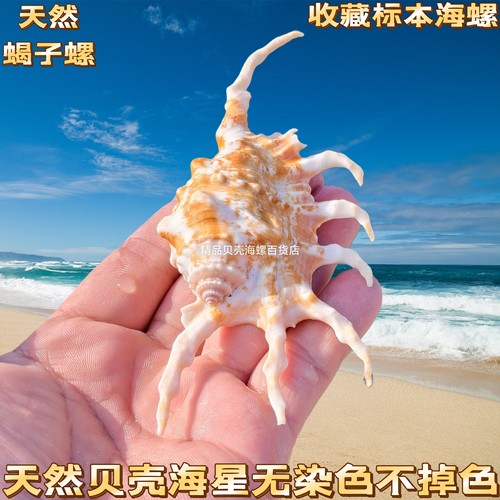 蝎子螺蜘蛛螺七角螺天然海螺贝壳鱼缸装饰造景地中海家居创意摆件
