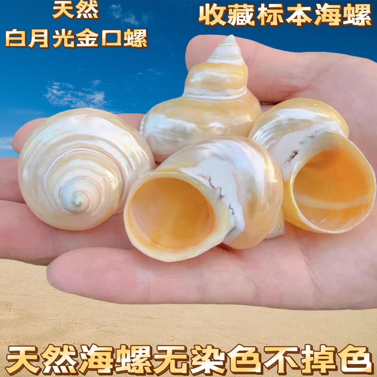 天然海螺贝壳去皮黄银口螺寄居蟹替换壳鱼缸造景装饰摆件卷贝鱼