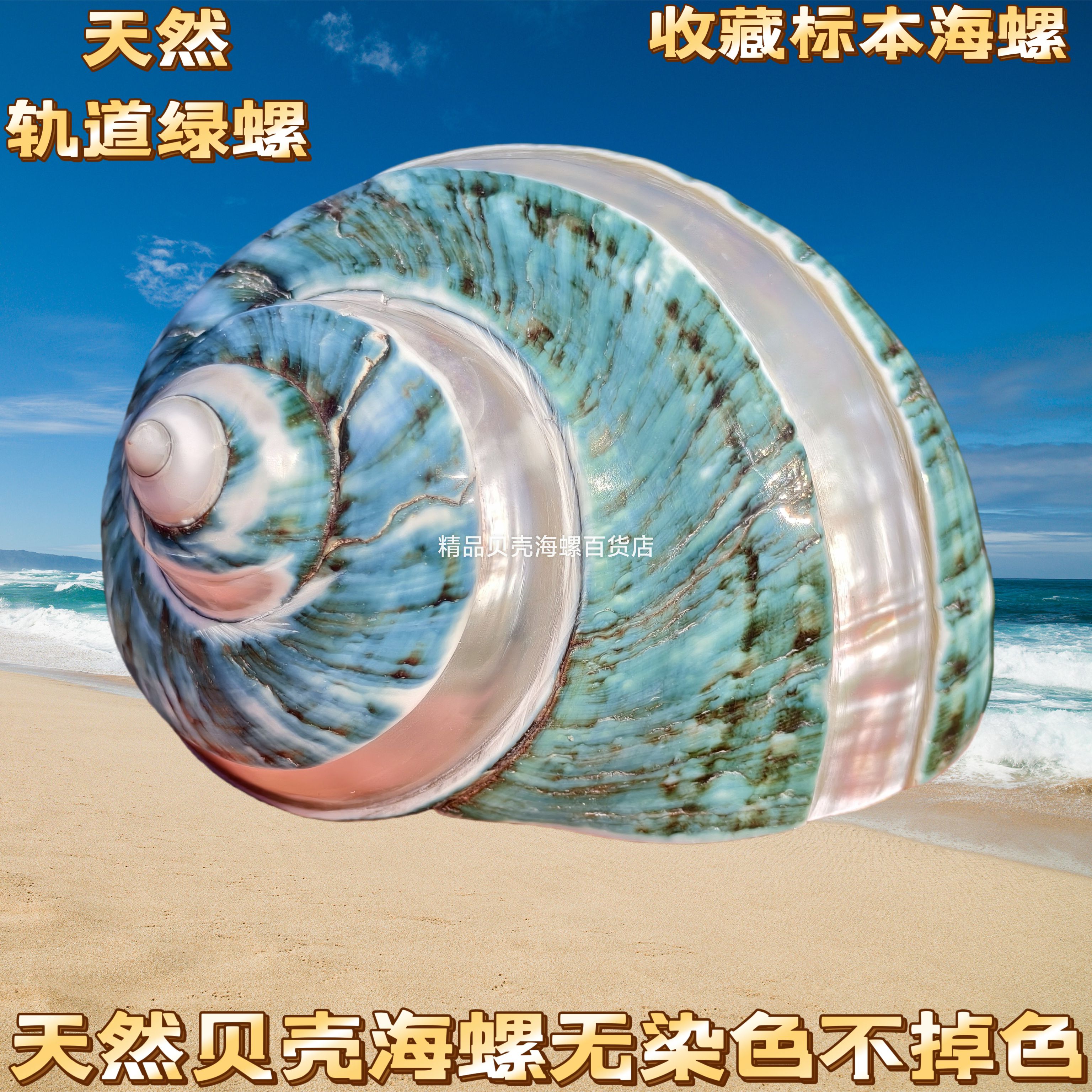 5-6厘米口径特大去皮绿螺 寄居蟹壳备用鱼缸造景三湖虎鱼躲避孵化图片