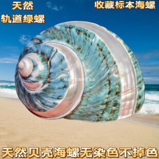 5-6厘米口径特大去皮绿螺 寄居蟹壳备用鱼缸造景三湖虎鱼躲避孵化