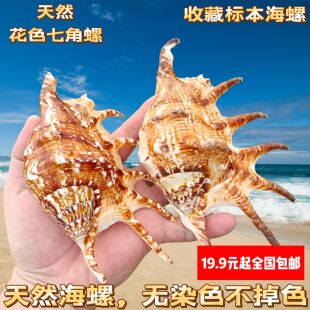 天然海螺贝壳蜘蛛螺七角螺家居装饰鱼缸水族造景拍摄收藏标本礼物