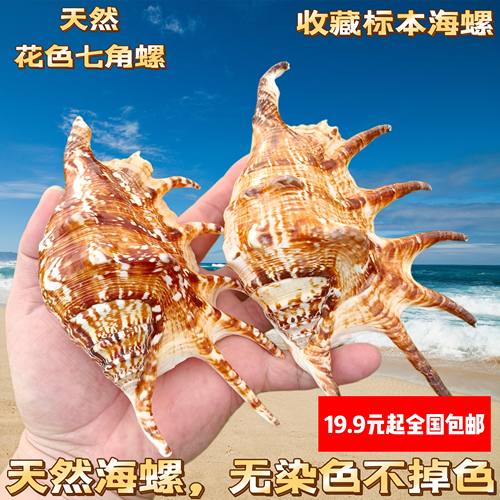 天然海螺贝壳蜘蛛螺七角螺家居装饰鱼缸水族造景拍摄收藏标本礼物