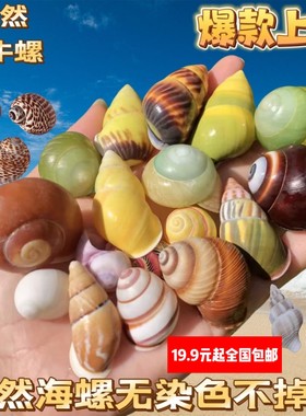 寄居蟹替换宠物壳天然大口径海边壳装饰贝壳海螺迷你小号大号粉口