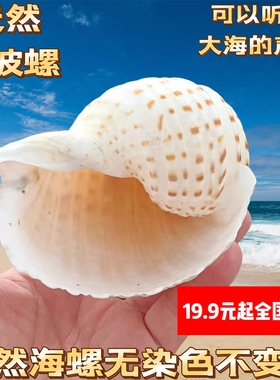 天然大海螺贝壳水波螺鱼缸造景装饰摆件寄居蟹替换壳卷贝鱼繁殖罐