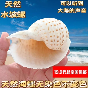 天然大海螺贝壳水波螺鱼缸造景装饰摆件寄居蟹替换壳卷贝鱼繁殖罐