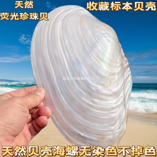 天然大珍珠蚌壳超大贝壳拍摄道具海螺鱼缸造景装饰摆件果盘餐盘