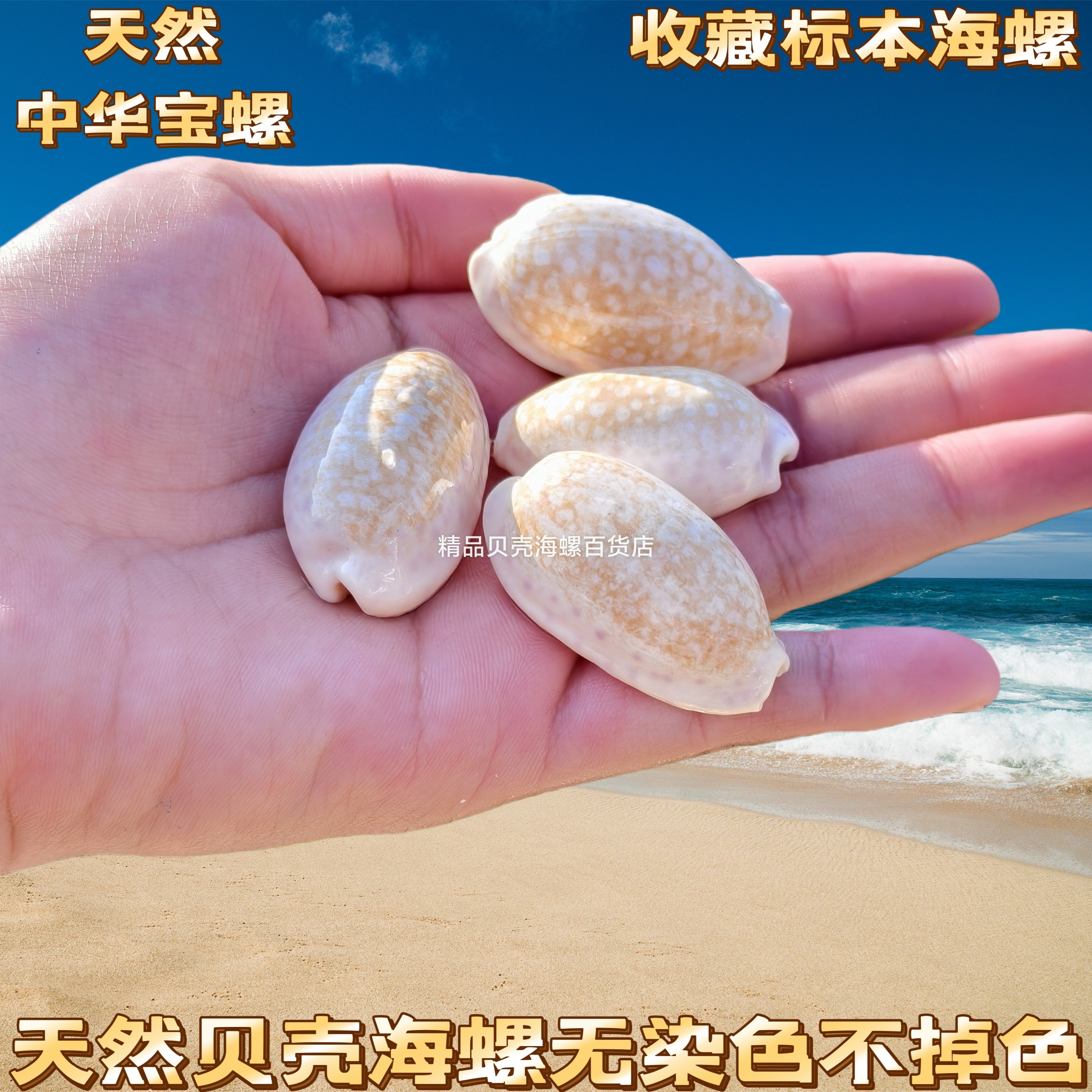 天然稀有海螺贝壳紫口芝麻花鹿宝螺系列家居造景装饰收藏标本摆件图片