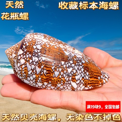 织锦芋螺花瓶螺天然海螺稀有标本家居收藏摆件工艺品鱼缸造景装饰