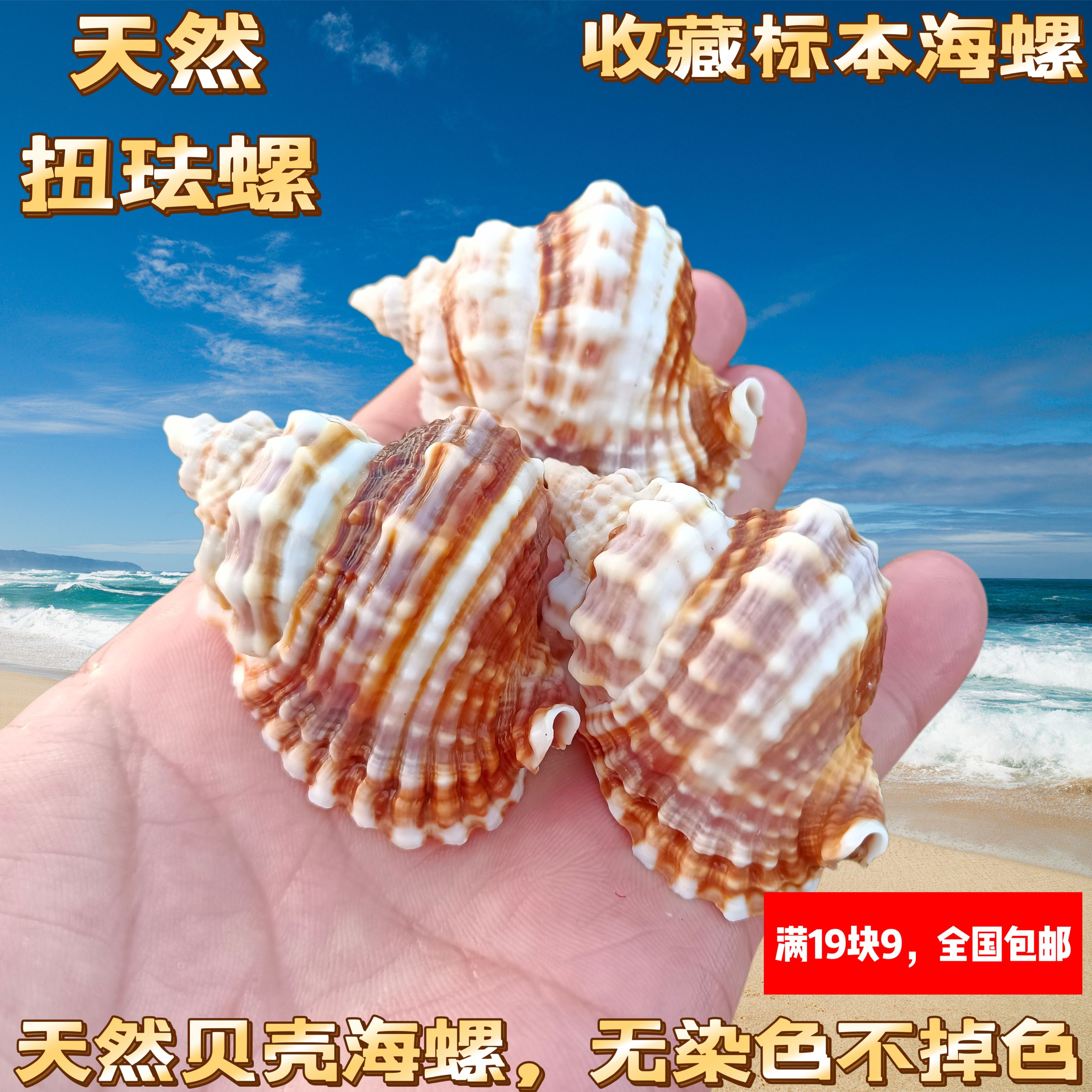 天然海螺贝壳扭旋螺 收藏级标本螺地中海家居橱窗装饰鱼缸造景