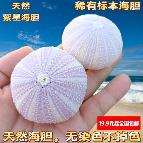 天然海螺贝壳紫海胆  海胆壳 橱窗设计装饰 DIY 女友婚庆创意礼物