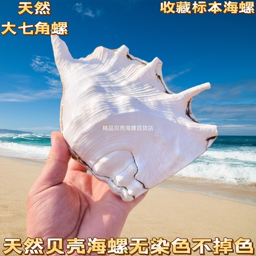 天然海螺贝壳超大七角螺鱼缸造景摆件收藏螺号可吹响特大号角包邮
