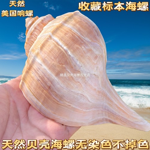 超大天然海螺贝壳标本螺大响螺  听海的声音居家装饰创意花盆摆件