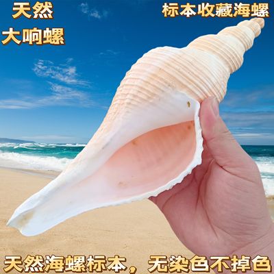 天然海螺贝壳长香螺响螺切口可吹响道士号角螺号装饰摆件老螺包邮