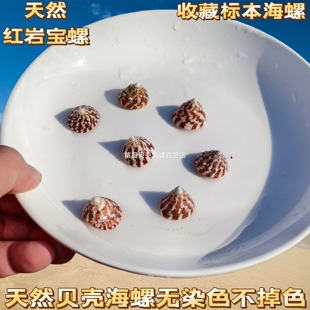 天然海螺 小红塔螺标本收藏家居装饰鱼缸造景寄居蟹替换备用壳