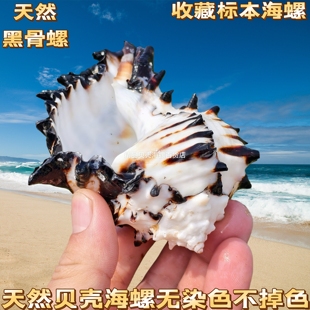 天然贝壳海螺千手螺斑马黑骨螺鱼缸水族造景diy手工寄居蟹壳房子