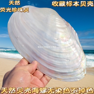 珍珠贝 珍珠蚌壳 天然珍珠海螺贝壳珊瑚海星收藏水族贝壳画摆件