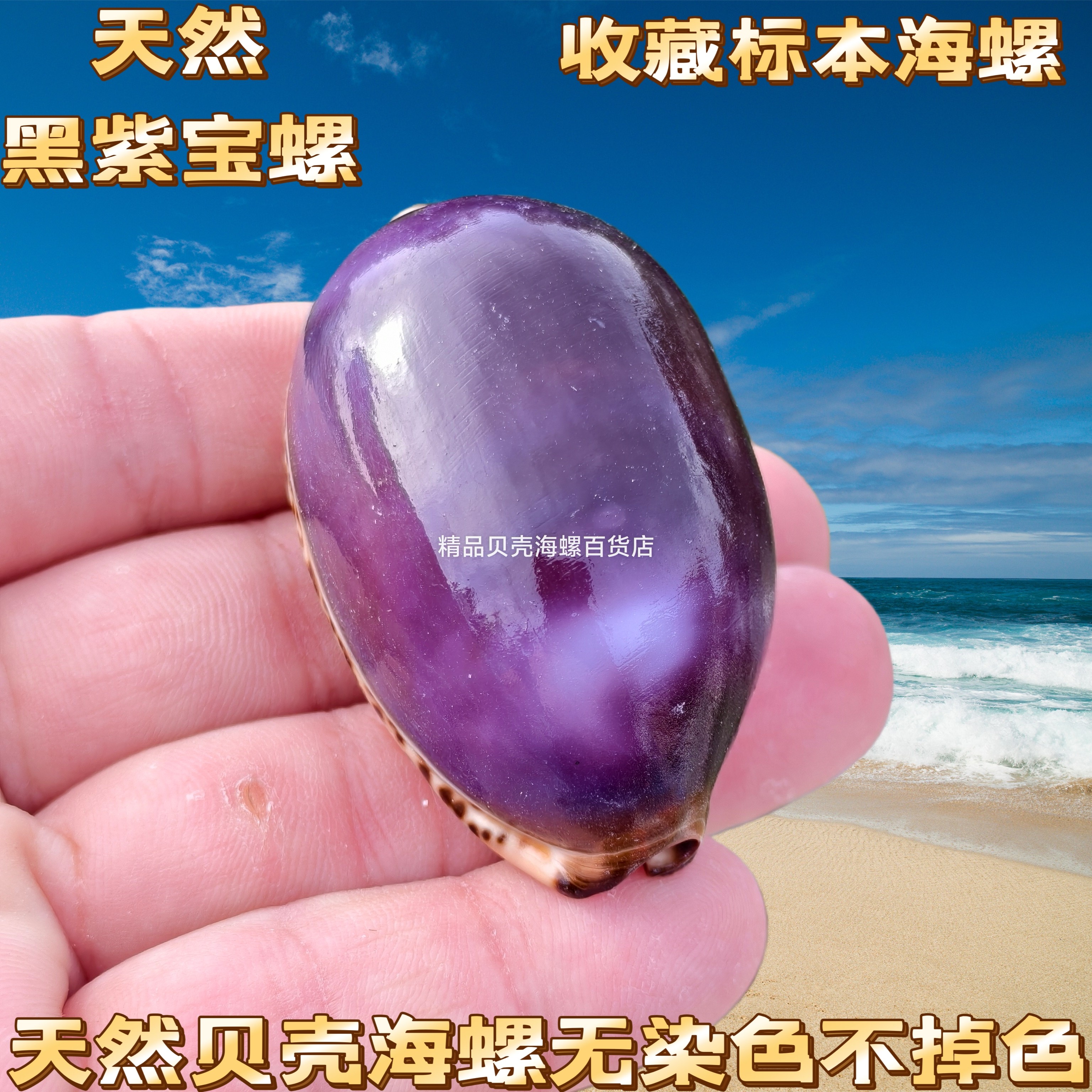 天然海螺贝壳地图宝螺稀有精品收藏级标本螺橱窗设计装饰创意礼物图片