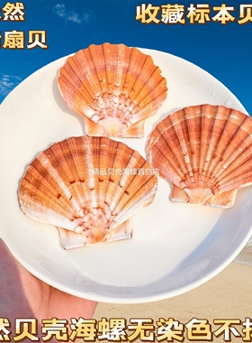 高档法餐创意菜餐具法式西餐位上甜品碟分子料理贝壳珍珠甜品碟