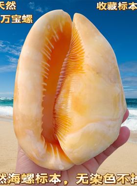 万宝螺稀有黄色贝壳海螺天然四大名螺鱼缸造景水族装饰工艺品摆件