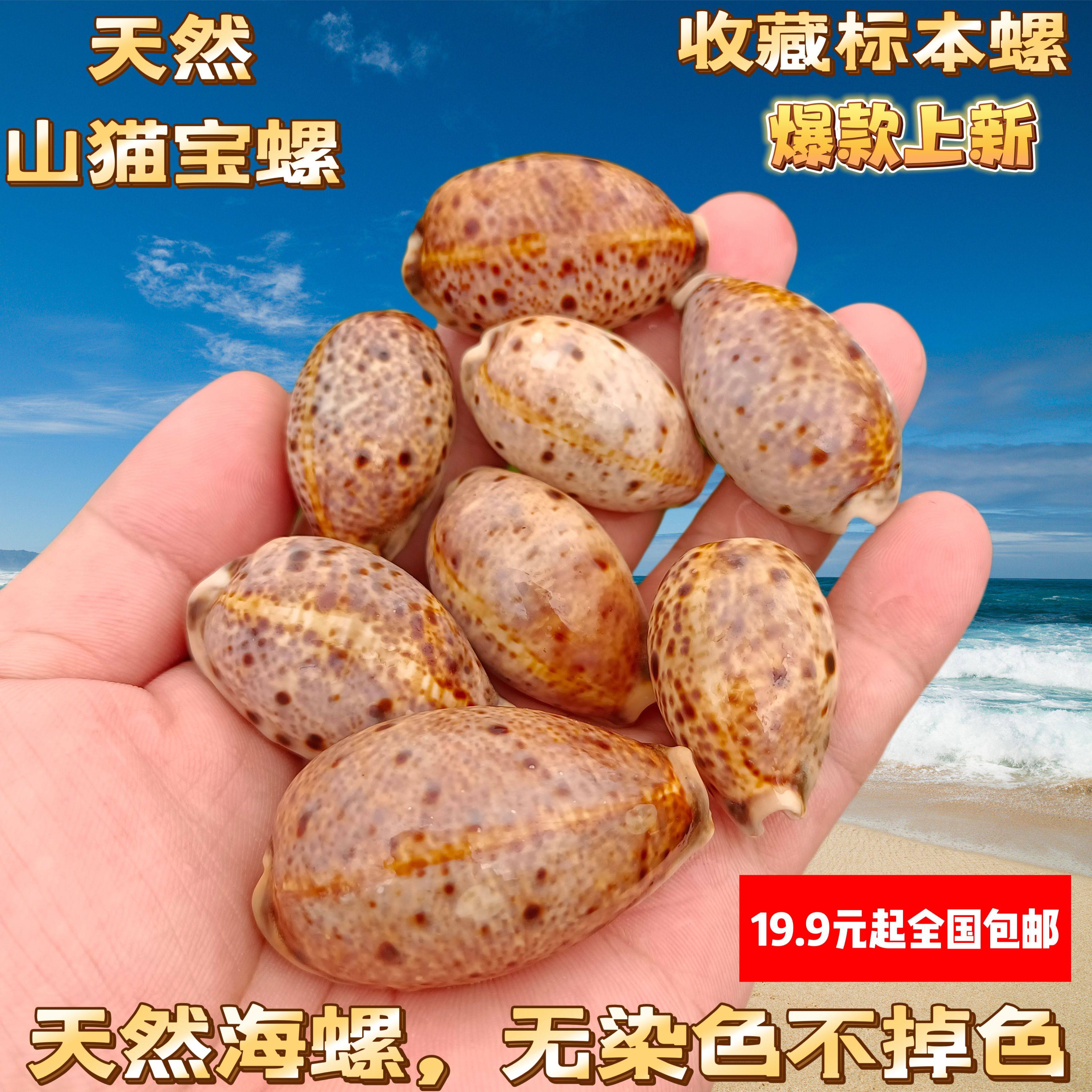 天然宝螺龟甲百眼稀有海螺贝壳鱼缸造景家居装饰摆件把玩礼物收藏图片