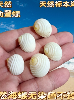 【真贝壳 无染色 可看货】超绚丽黄金线纹螺 贝壳海螺收藏标本