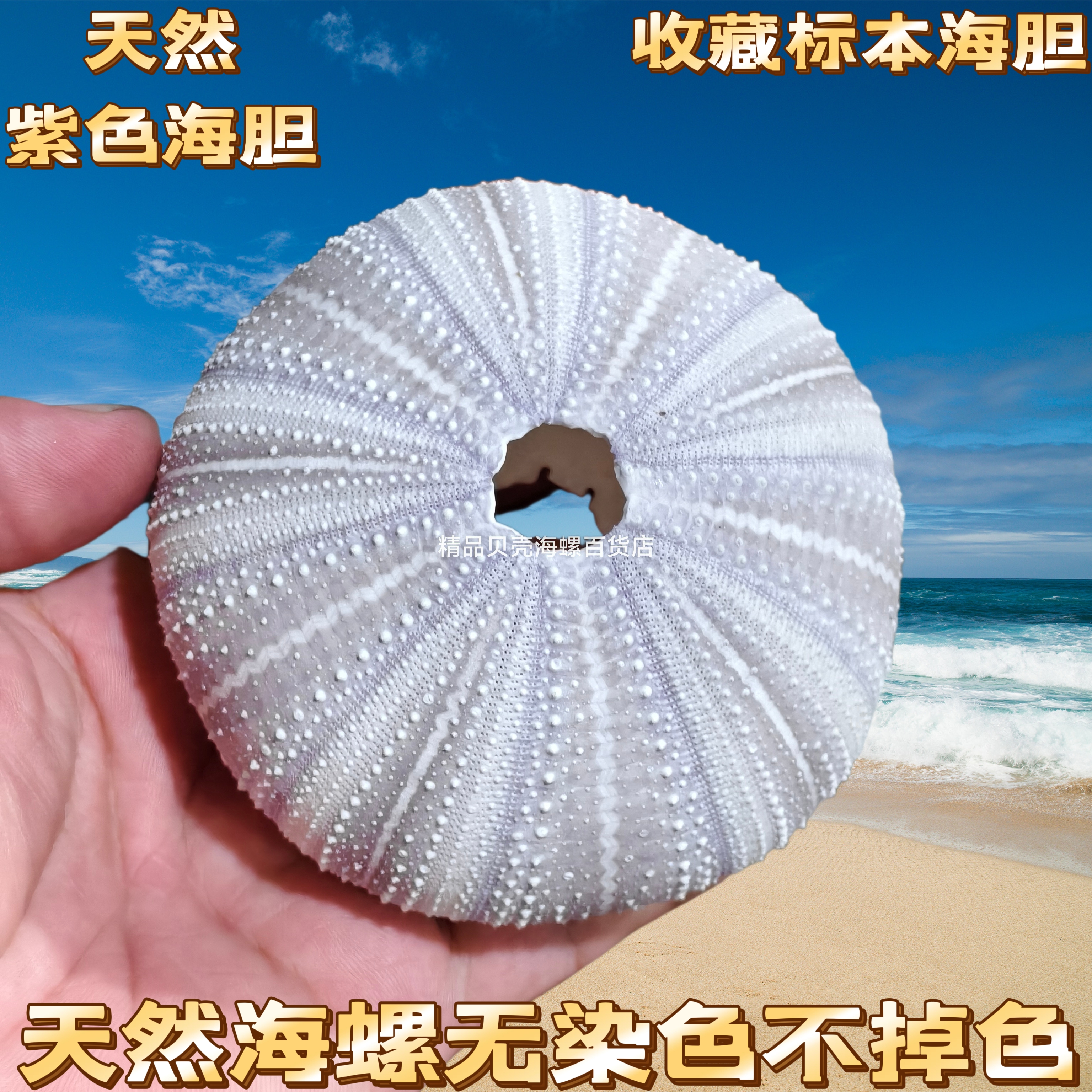 包邮稀有天然海胆壳套餐标本 空气凤梨相框小夜灯材料 紫色白粉色