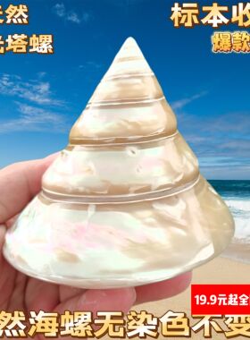 天然海螺贝壳大荧光螺抛光马蹄螺供佛白色宝塔螺橱窗装饰鱼缸造景