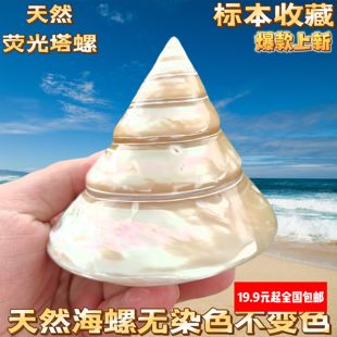 天然海螺贝壳大荧光螺抛光马蹄螺供佛白色宝塔螺橱窗装饰鱼缸造景