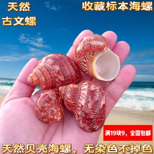 天然海螺贝壳古文螺猫眼蝾螺卷贝鱼寄居蟹专用壳鱼缸装饰水族造景