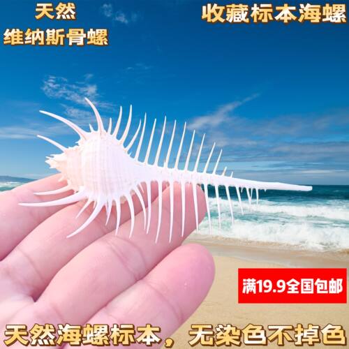 天然海螺贝壳维纳斯骨螺标本创意家居造景地台装饰品摆件精美好看