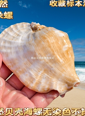 佛耳螺超大天然超大海螺听海贝壳标本大耳螺多肉花盆鱼缸造景摆件